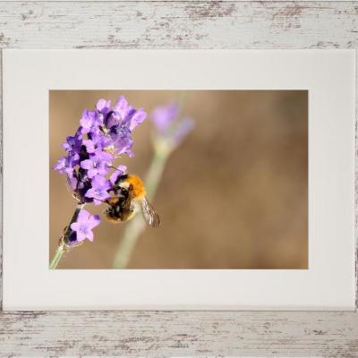 Abeille marc zommer photographies