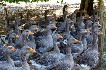 La ferme du brusquand marc zommer photographies 12 web