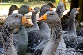 La ferme du brusquand marc zommer photographies 19 web